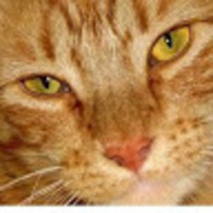 Meet your Posher, Jodi